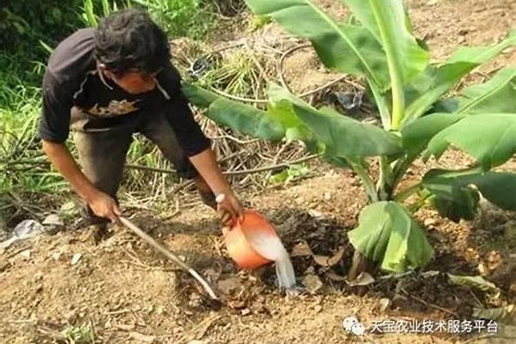油菜需要施用磷肥吗，以及如何施用？