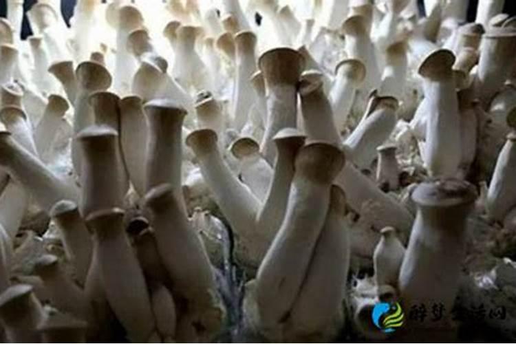 如何防治杏鲍菇出菇期发生病虫害