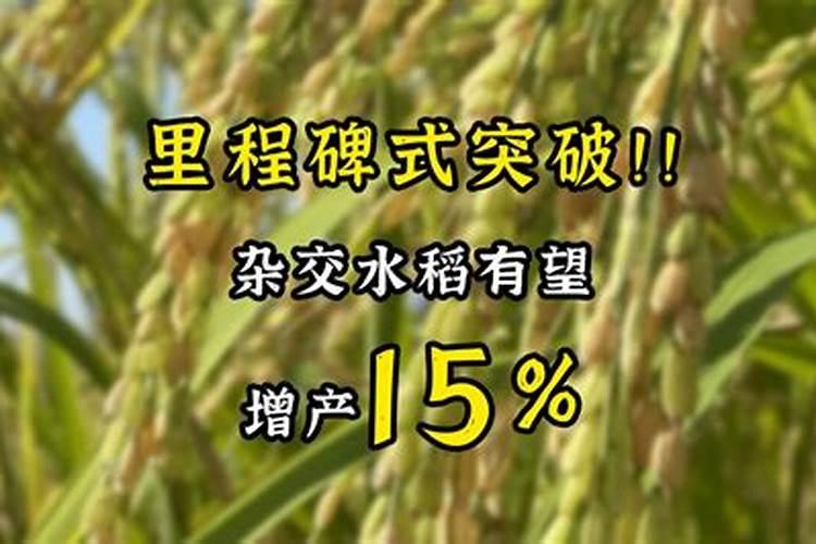 种植杂交稻怎么减少化肥杂交稻种植技巧总结