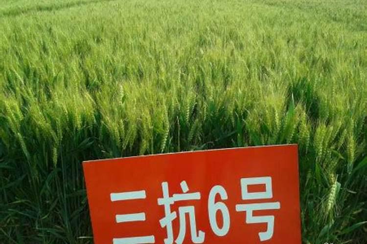 什么是小麦优势蘖利用超高产栽培技术？