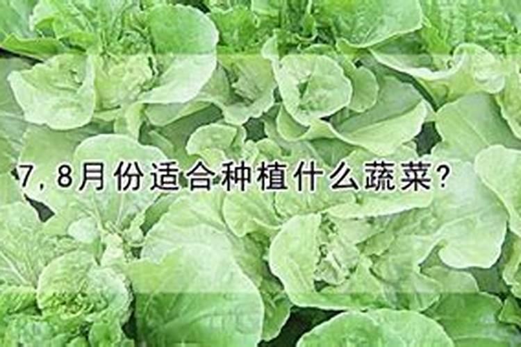 迎接盛夏：7月种植指南，哪些蔬菜最适合播种？