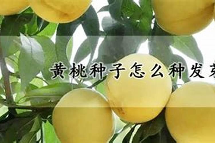 黄桃种子的奥秘：处理与守护的艺术