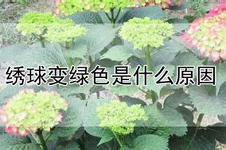 绣球变绿色是什么原因？