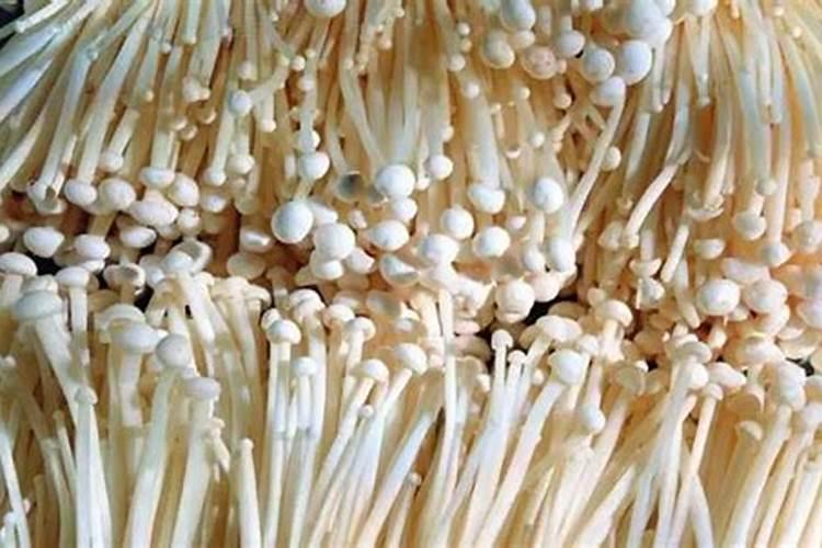 金针菇栽培进程的病虫害防治：确保健康生产的策略
