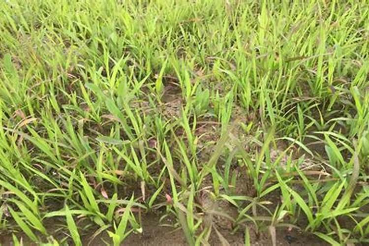 田野守护者：战胜早熟禾，保卫油菜金黄