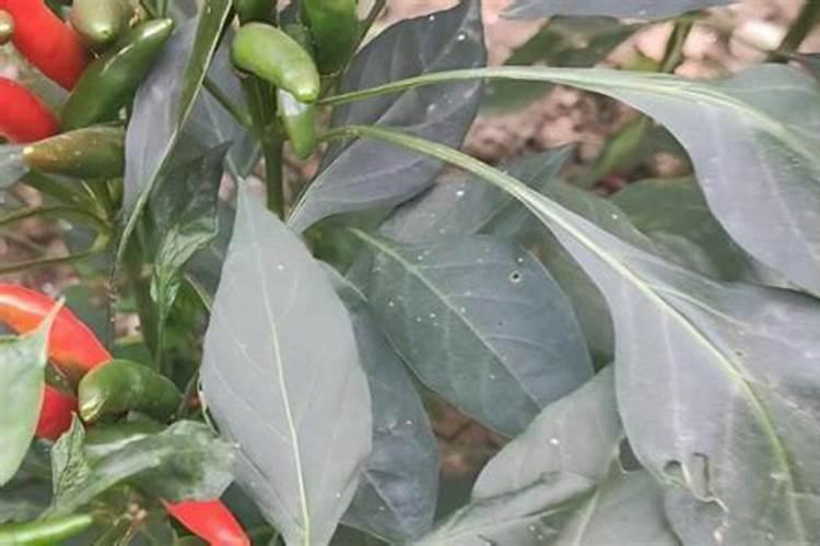 辣椒冻害要怎么办？