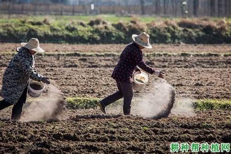 施用磷肥过多会怎样？