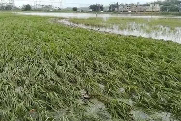 磷肥过量施用会导致什么后果