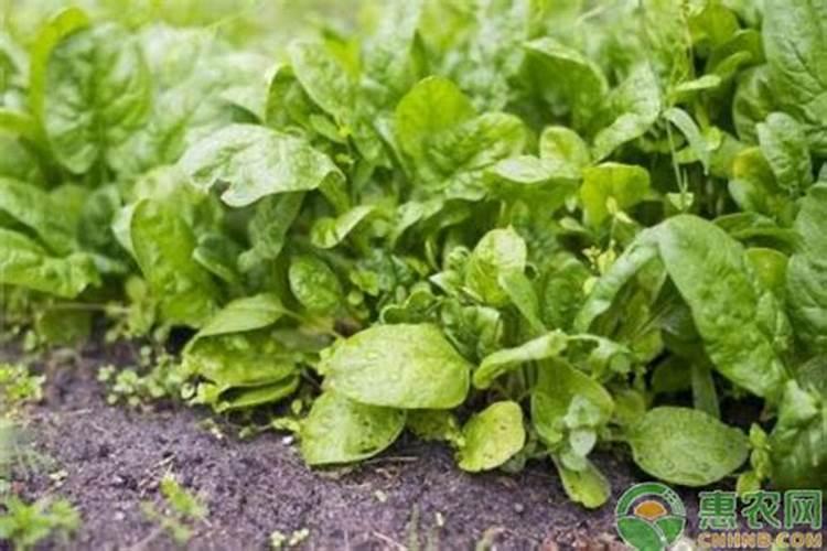 守护绿意盎然：揭秘菠菜白斑病的奥秘与防治策略