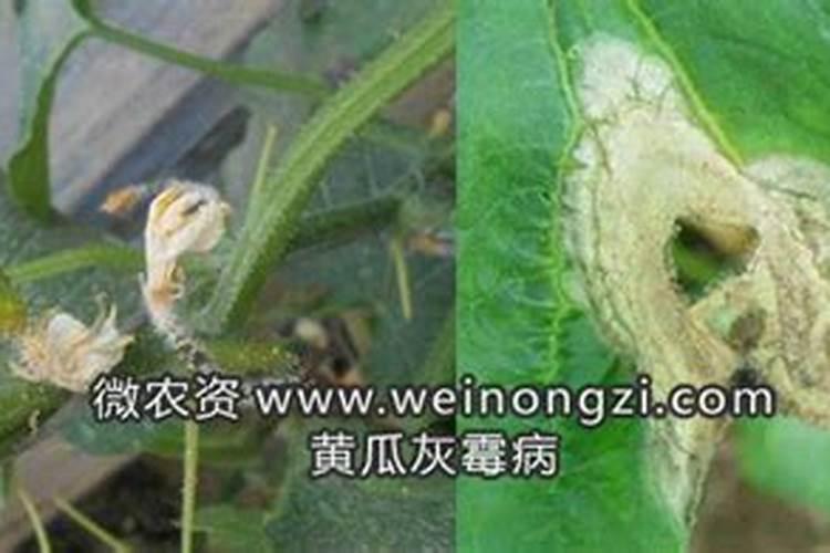 嘧霉胺防治作物哪些病害,嘧霉胺不能和什么混用
