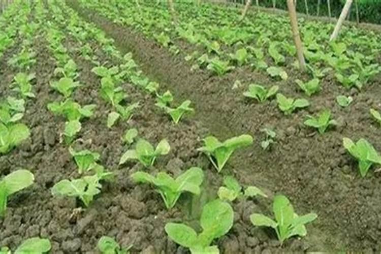 炎夏中的清凉战士：抗热大白菜夏季栽培技术全解析