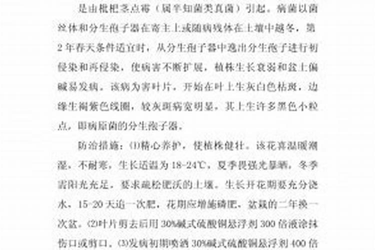 战胜鹤望兰斑枯病：有效的防治策略解析