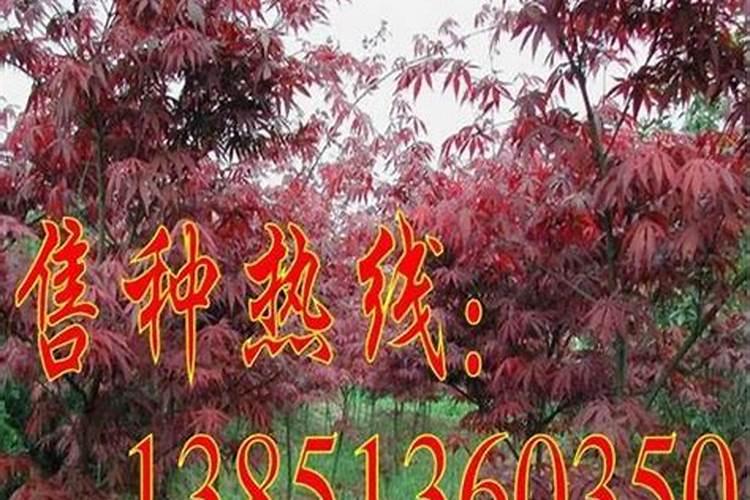 花木病虫害防治技术与方法措施