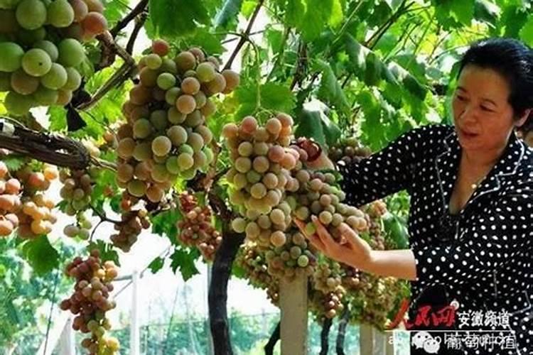 延迟葡萄采收期的技术措施