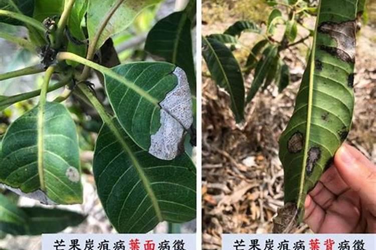 战胜芒果花期白粉病：有效防治策略详解