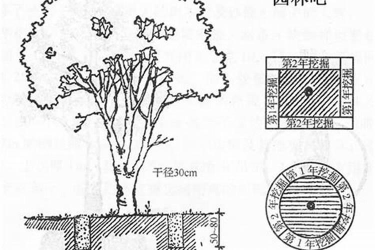 绿意迁移：香樟大树移栽技术措施要点详解