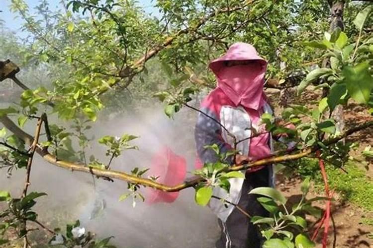 雨季果农的智慧：多雨季节如何高效为果树打药？