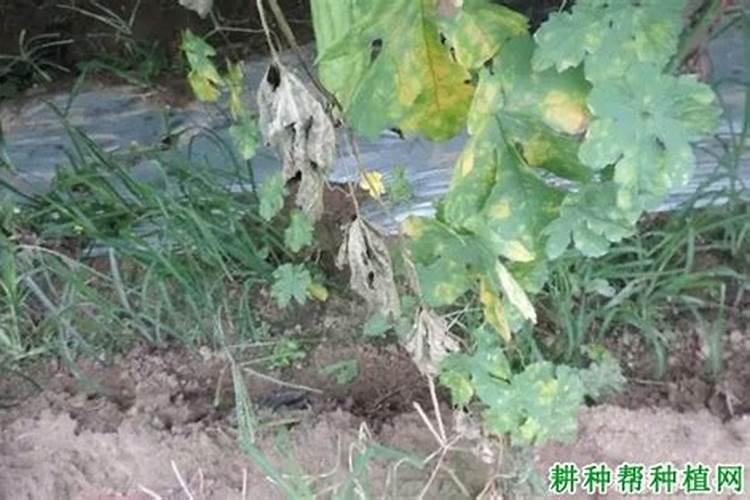 战胜苦瓜枯萎病：防治策略与农药选择全攻略