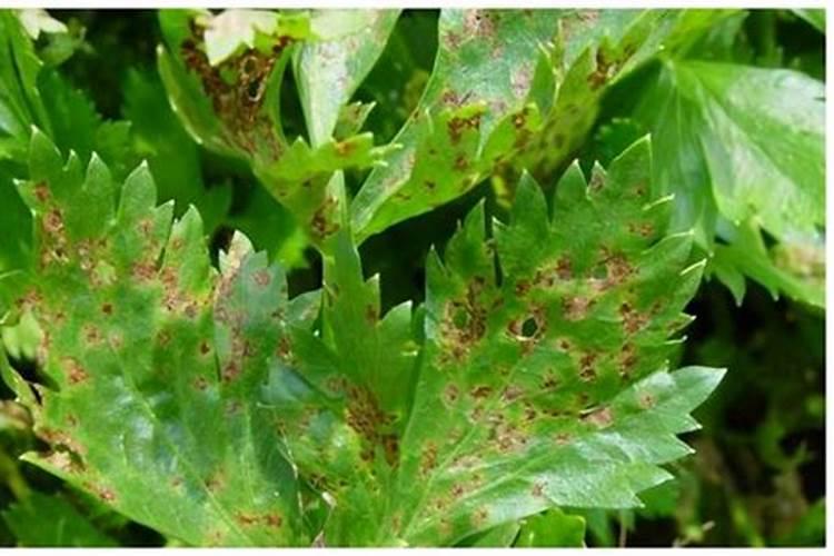 芹菜斑枯病：危害、症状与防治策略全解析