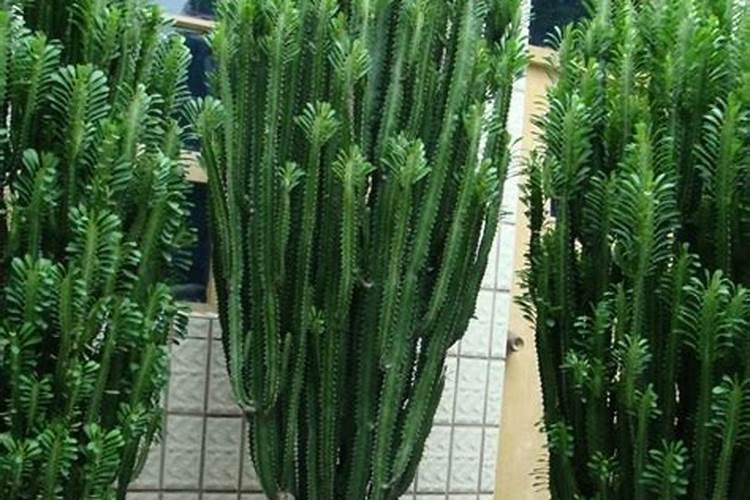 龙骨花：养护秘籍与注意事项