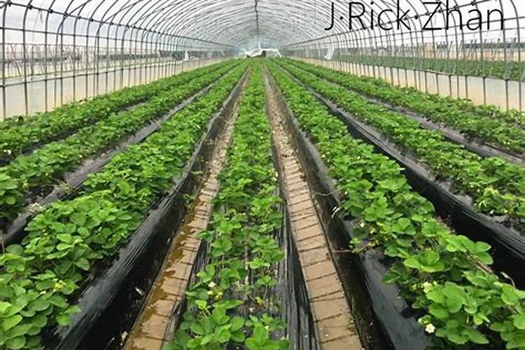 草莓种苗繁育技术：开启甜蜜种植之旅