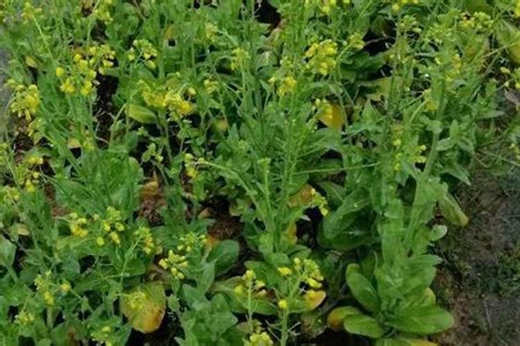 油菜根肿病的防治方法，油菜病害防治？