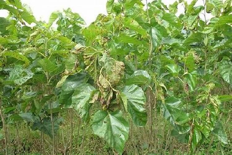 掌握科学方法，有效防治桑树褐斑病？