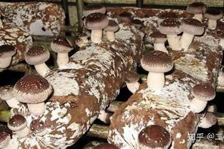 香菇养殖方法和开袋？