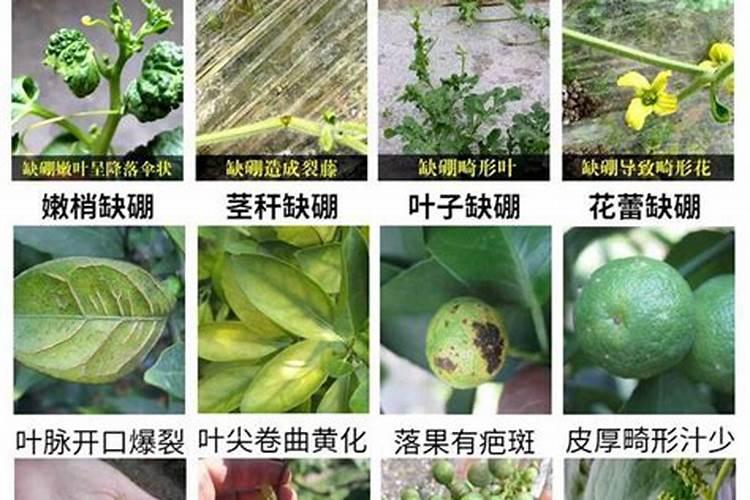 碧根树缺锌的症状