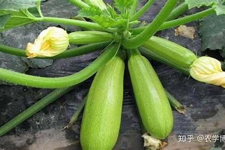 掌握西葫芦抹瓜的精髓：技巧与注意事项