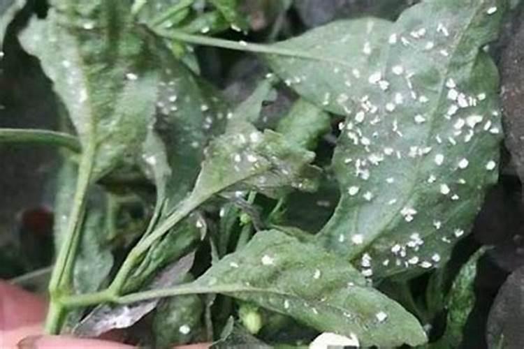 绿色守护者：有效药剂防治芥蓝蚜虫的策略