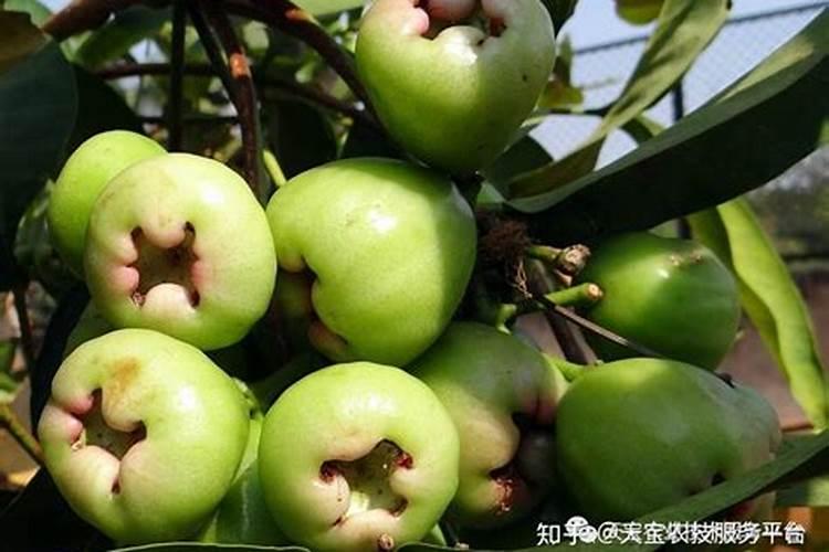 莲雾病虫害防治：守护绿色果实的科技盾牌