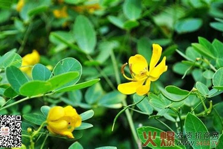 种花生开花了需要放肥吗？
