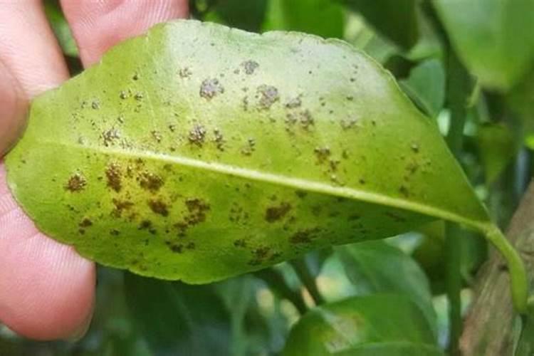 柑橘脂点黄斑病：药物防治与治疗策略
