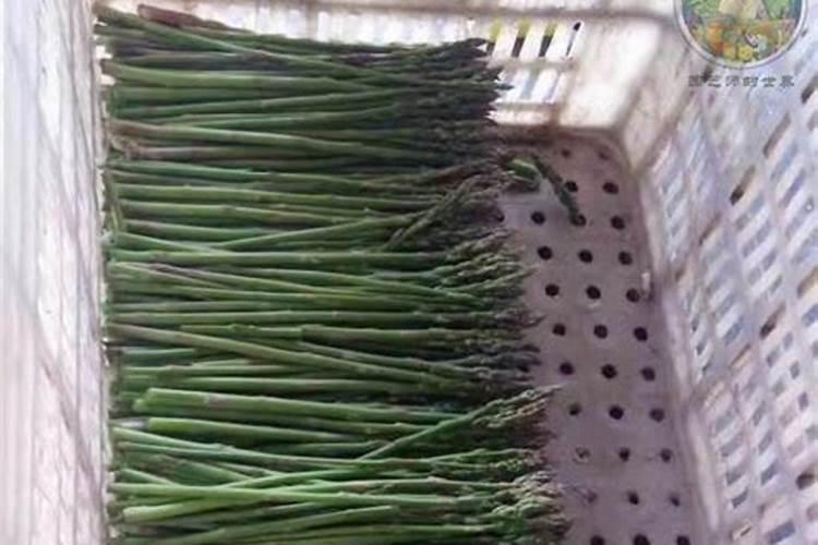 绿意盎然：掌握芦笋育苗的关键技术