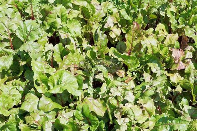 甜菜的理想家园：寻找最佳种植地带