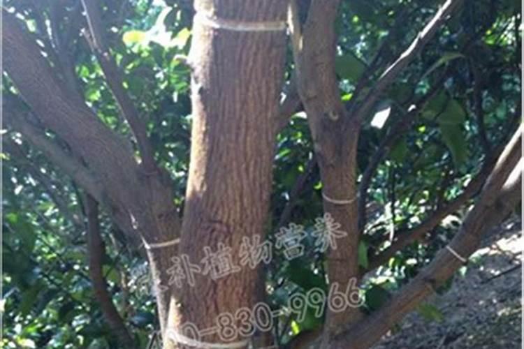 揭秘柑橘环割促花技术：提升果实产量的关键手段