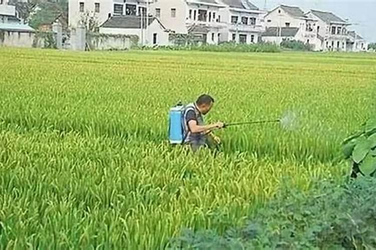 尿素叶面喷施浓度是多少