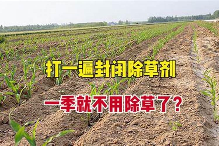 田野守护者：玉米苗后除草剂药害的解决之道
