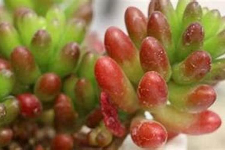 虹之玉如何繁殖，怎样管理养护？