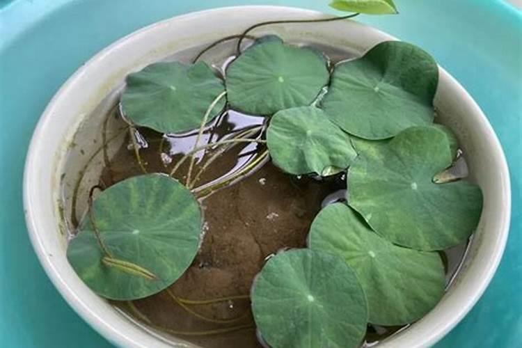 碗莲养成记：注意事项与病虫害防治全攻略