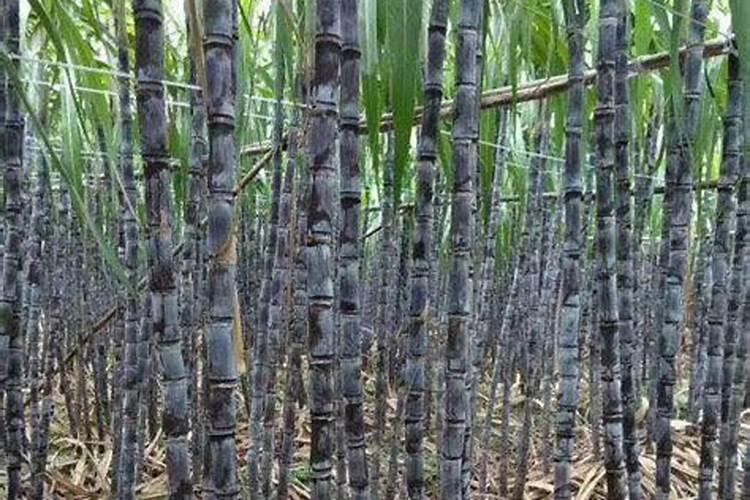 种植甘蔗一亩地需要多少成本，又粗又长怎样施肥？