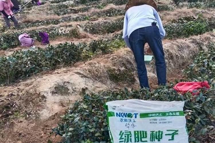绿肥的魔法：茶园生态与品质的双重守护者