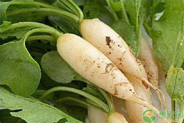萝卜缺硼会有哪些症状现象？
