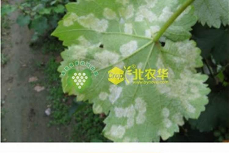 葡萄采收后的病虫害防治策略