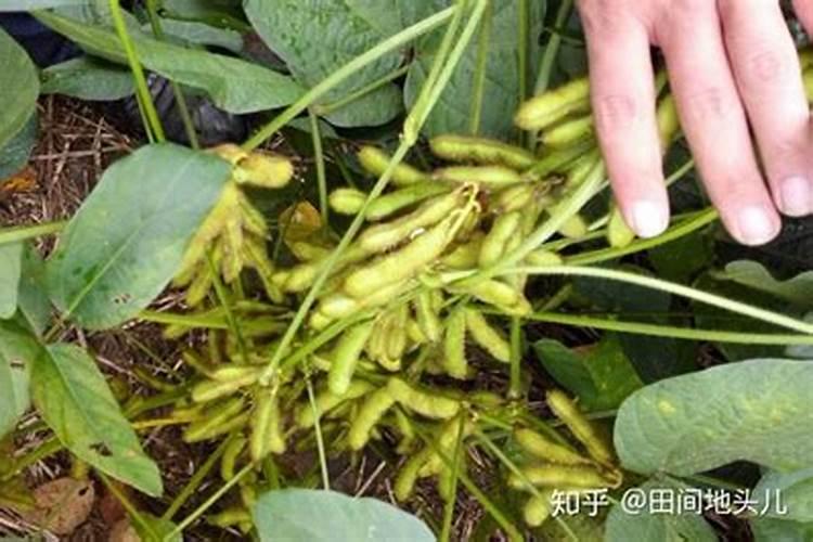 大豆高产的秘诀：精准施肥技术解析