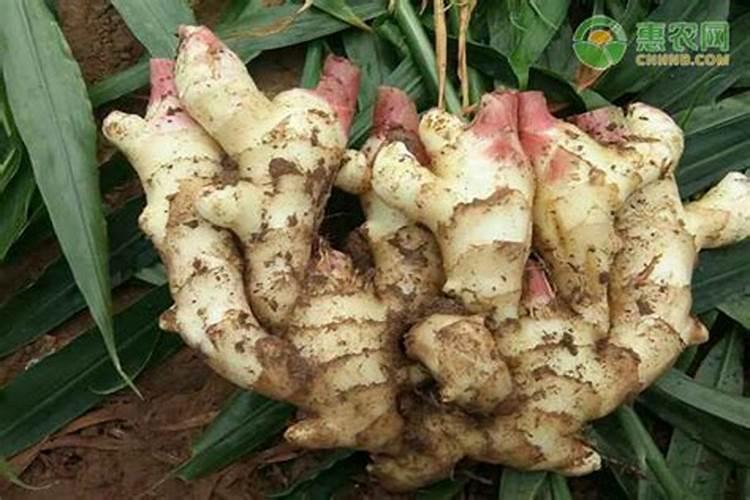 生姜种植技术和管理一亩地需要多少斤姜种？
