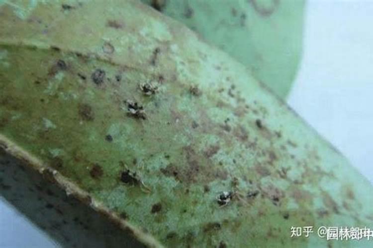杜鹃网蝽如何解决？