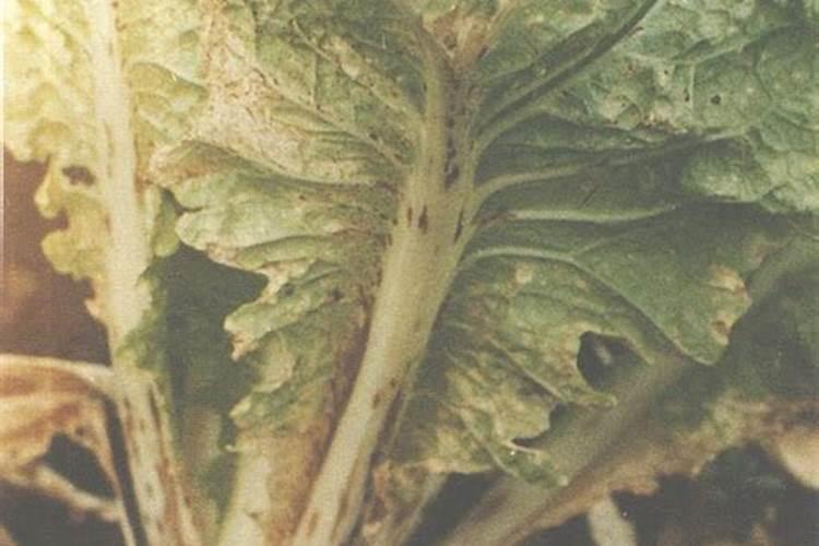 绿色守护：生菜炭疽病的防治策略详解