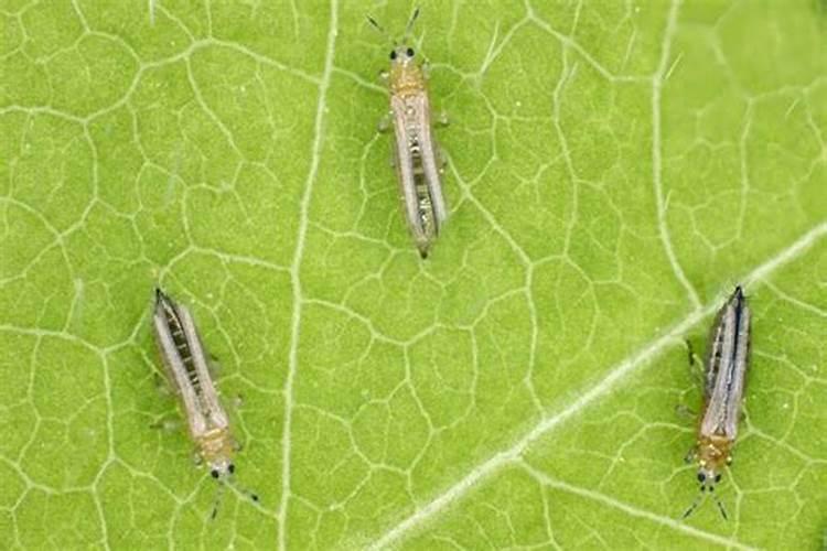 利用臭氧技术守护绿色蔬菜：病虫害防治的新策略